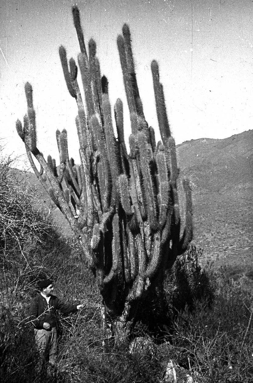 Trichocereus